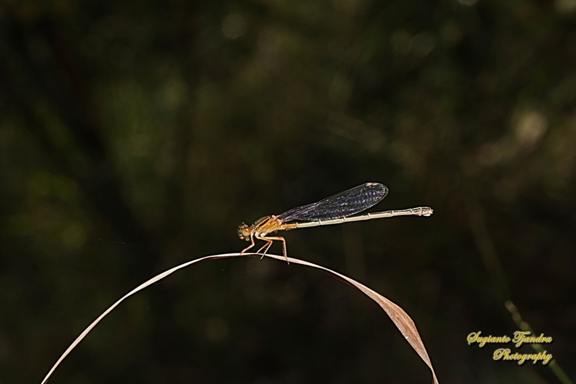 Orange Threadtail Damselfly, Nososticta solida, family Protoneuridae  Australia,Fall,Geotagged,Nososticta solida,Orange Threadtail