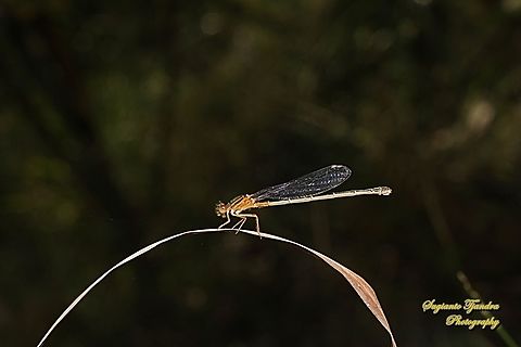 Orange Threadtail Damselfly, Nososticta solida, family Protoneuridae  Australia,Fall,Geotagged,Nososticta solida,Orange Threadtail