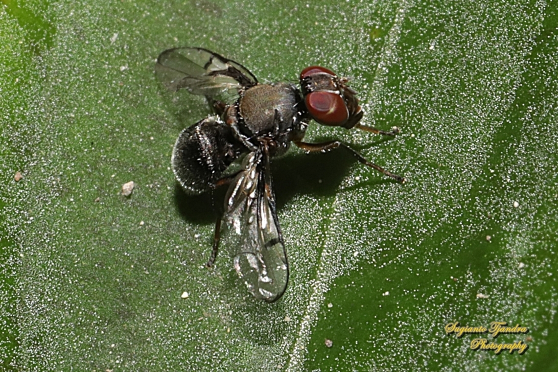 Boatman Fly, Pogonortalis doclea, family Platystomatidae  Australia,Fall,Geotagged,Pogonortalis doclea
