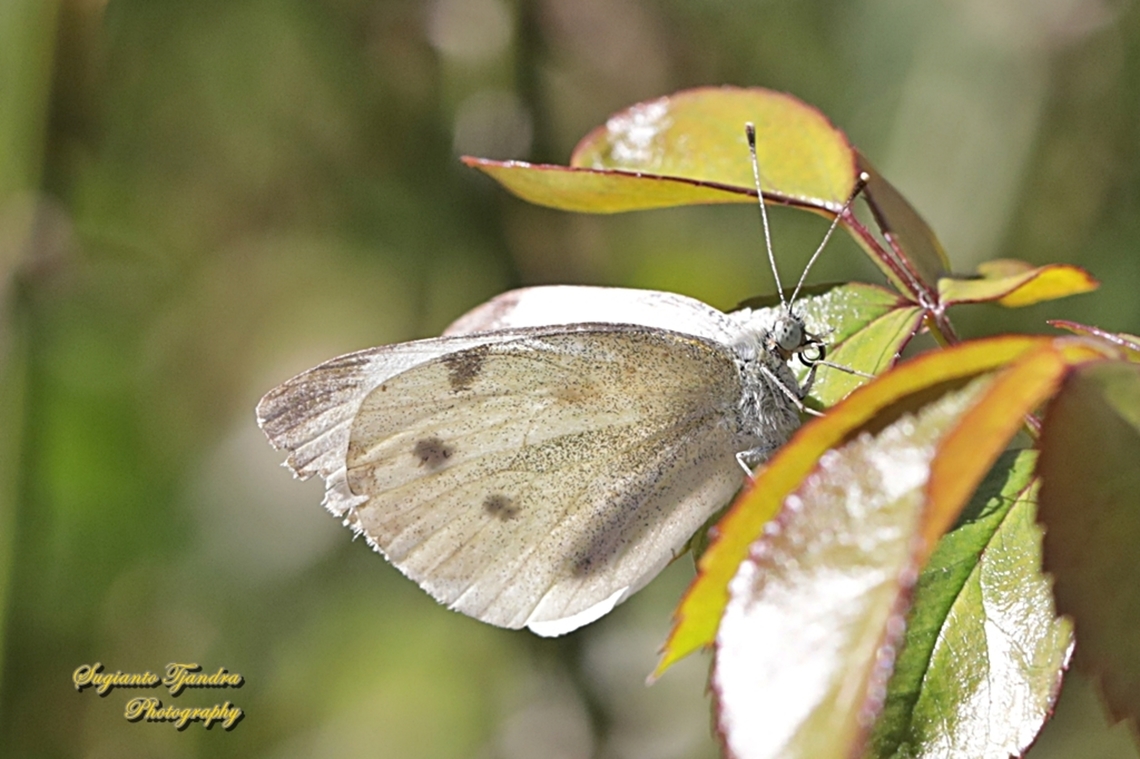 Cabbage White butterfly, Pieris rapae, family Pieridae  Australia,Fall,Geotagged,Pieris rapae,Small White