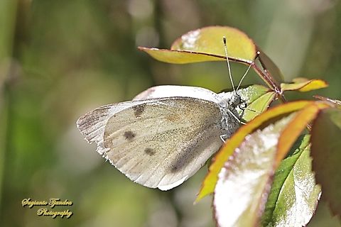 Cabbage White butterfly, Pieris rapae, family Pieridae  Australia,Fall,Geotagged,Pieris rapae,Small White