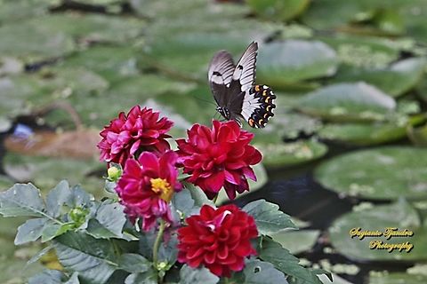 Orchard swallowtail butterfly, Papilio aegeus, family Papilionidae "sucking nectar on the red Dahlia flower"  Australia,Fall,Geotagged,Orchard swallowtail butterfly,Papilio aegeus