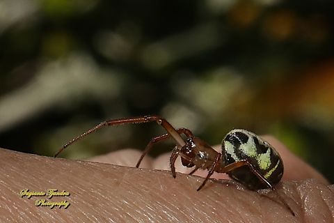 Leaf-curling Spider, Phonognatha graeffei, family Araneidae  Australia,Fall,Geotagged,Leaf curling spider,Phonognatha graeffei