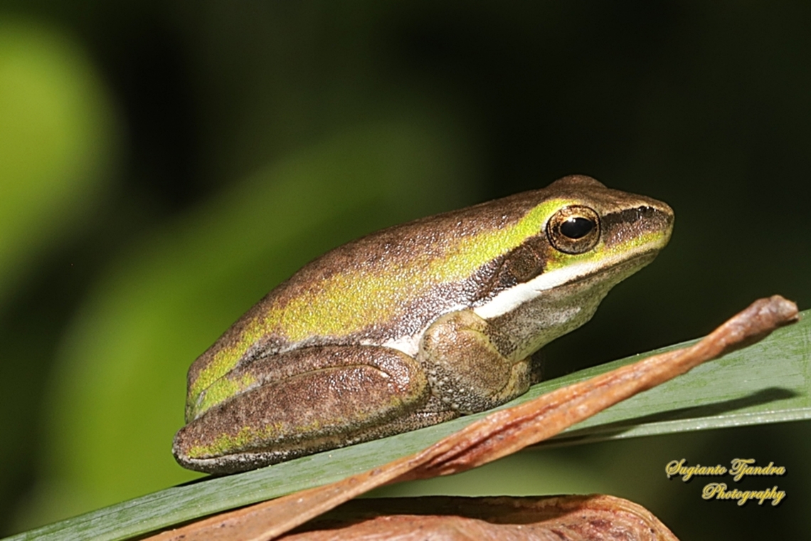 Eastern dwarf tree frog, Litoria fallax, family Pelodryadidae  Australia,Eastern dwarf tree frog,Fall,Geotagged,Litoria fallax