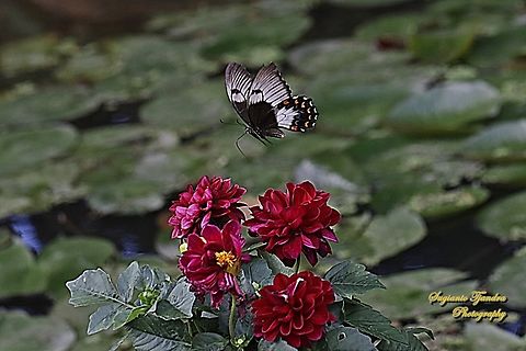 Orchard swallowtail butterfly, Papilio aegeus, family Papilionidae "flying over the red Dahlia flowers"  Australia,Fall,Geotagged,Orchard swallowtail butterfly,Papilio aegeus