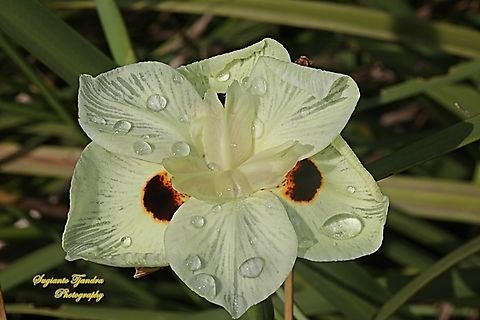 Fortnight Lily flower, Dietes bicolor, family Iridaceae  Australia,Dietes bicolor,Fall,Fortnight Lily,Geotagged