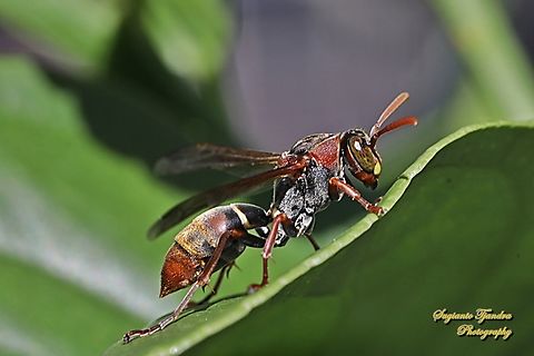 Common paper wasp, Polistes humilis, family Vespidae  Australia,Australian Paper Wasp,Fall,Geotagged,Polistes humilis