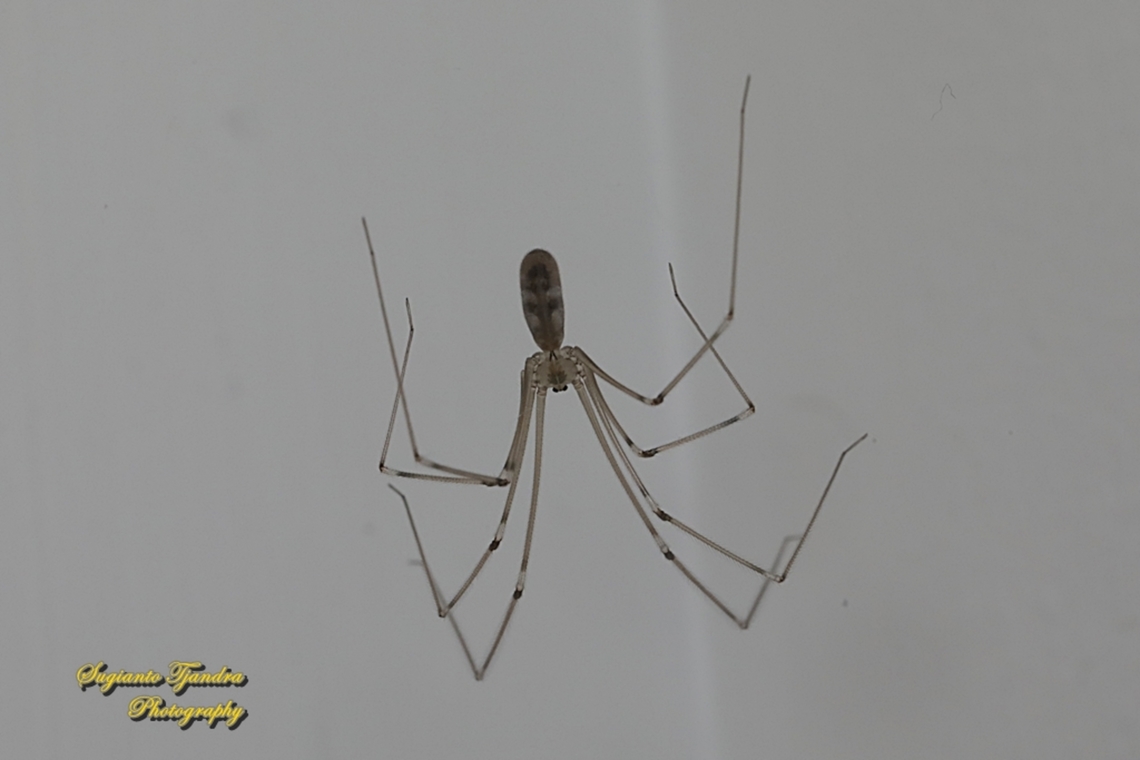 Long-bodied Cellar Spider, Pholcus phalangioides, family Pholcidae  Australia,Fall,Geotagged,Longbodied cellar spider,Pholcus phalangioides