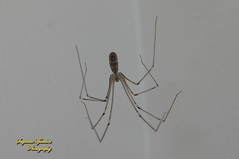 Long-bodied Cellar Spider, Pholcus phalangioides, family Pholcidae  Australia,Fall,Geotagged,Longbodied cellar spider,Pholcus phalangioides