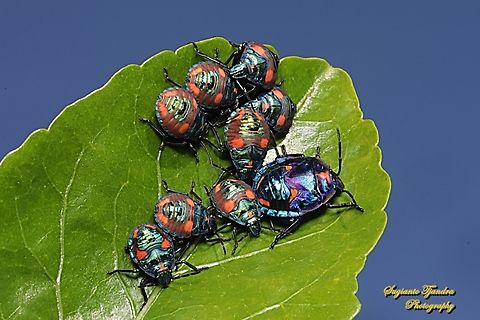 Hibiscus Harlequin Bug, Tectocoris diophthalmus, family  Scutelleridae  Australia,Fall,Geotagged,Hibiscus Harlequin Bug,Tectocoris diophthalmus