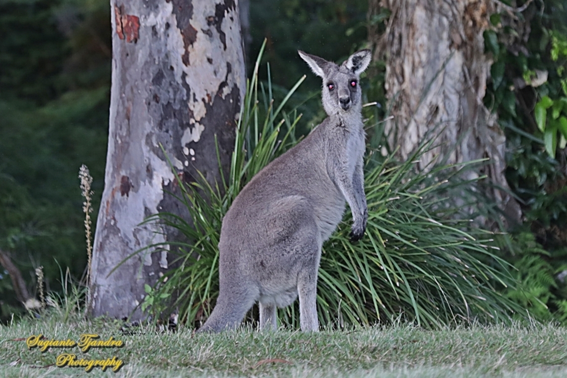 The eastern grey kangaroo, Macropus giganteus giganteus  Australia,Eastern grey kangaroo,Fall,Geotagged,Macropus giganteus