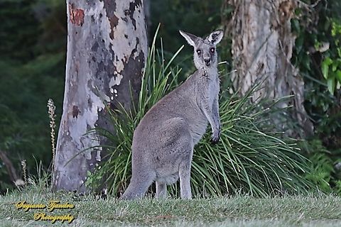 The eastern grey kangaroo, Macropus giganteus giganteus  Australia,Eastern grey kangaroo,Fall,Geotagged,Macropus giganteus