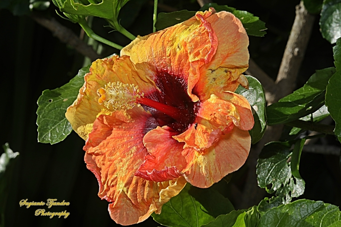 Hibiscus flower (Kembang Sepatu), Hibiscus rosa-sinensis  Australia,Chinese hibiscus,Fall,Geotagged,Hibiscus rosa-sinensis