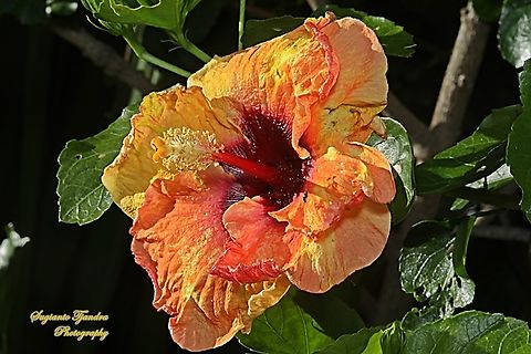 Hibiscus flower (Kembang Sepatu), Hibiscus rosa-sinensis  Australia,Chinese hibiscus,Fall,Geotagged,Hibiscus rosa-sinensis