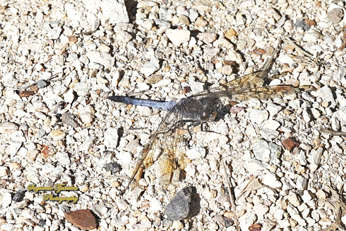 Blue Skimmer Dragonfly, Orthetrum caledonicum, family Libellulidae  Australia,Blue skimmer,Fall,Geotagged,Orthetrum caledonicum