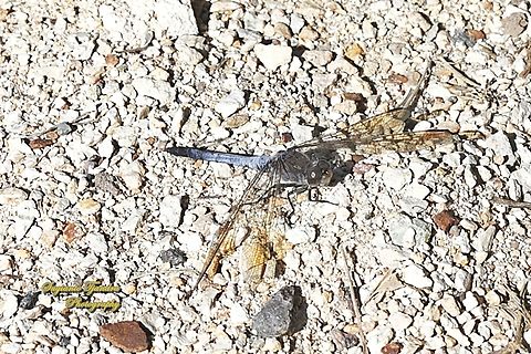 Blue Skimmer Dragonfly, Orthetrum caledonicum, family Libellulidae  Australia,Blue skimmer,Fall,Geotagged,Orthetrum caledonicum