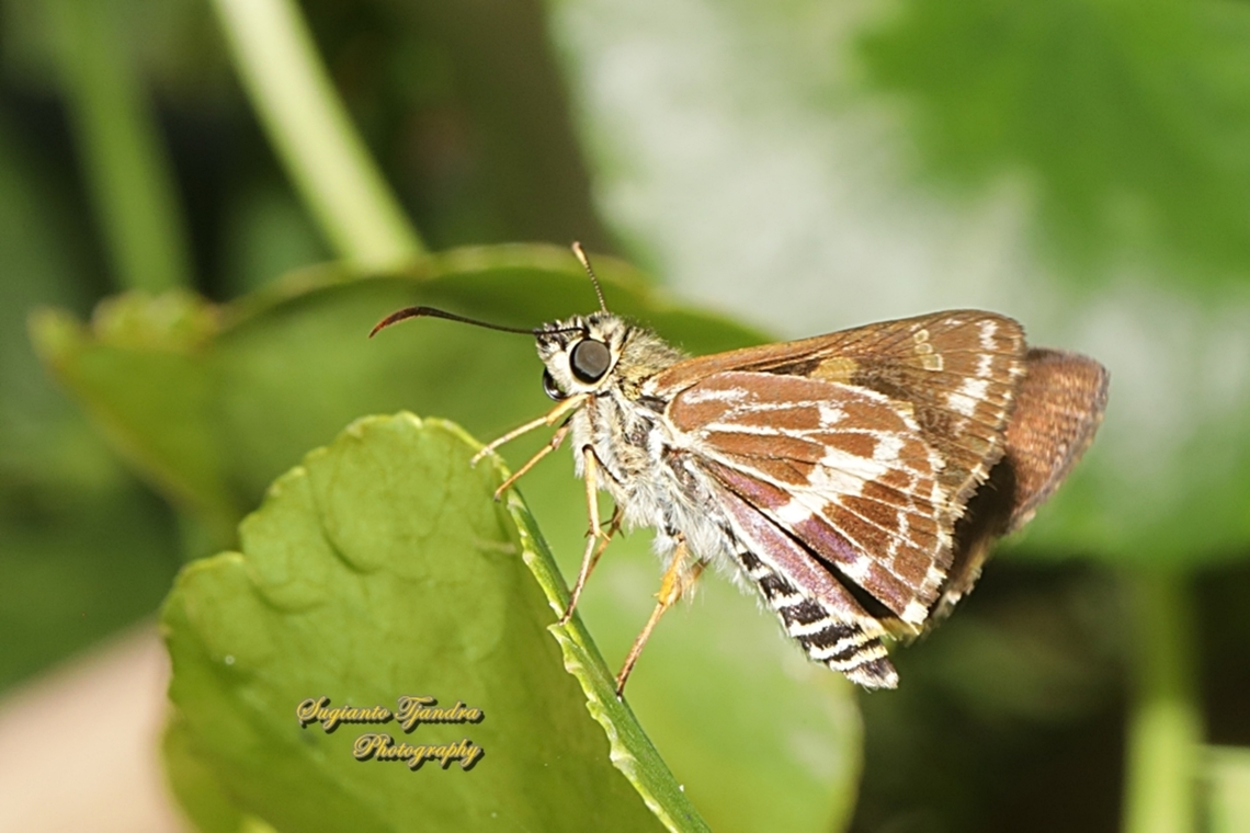 Painted skipper butterfly, Hesperilla picta, family Hesperiidae - underside  Australia,Fall,Geotagged,Hesperilla picta