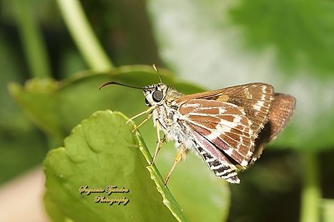 Painted skipper butterfly, Hesperilla picta, family Hesperiidae - underside  Australia,Fall,Geotagged,Hesperilla picta