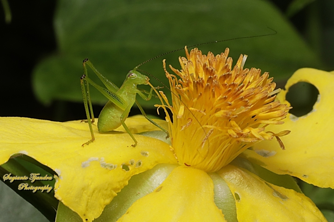 Australian Common Garden Katydid nymph, Caedica simplex, family Tattigoniidae "eating flower"  Australia,Caedica simplex,Caedicia simplex,Fall,Geotagged