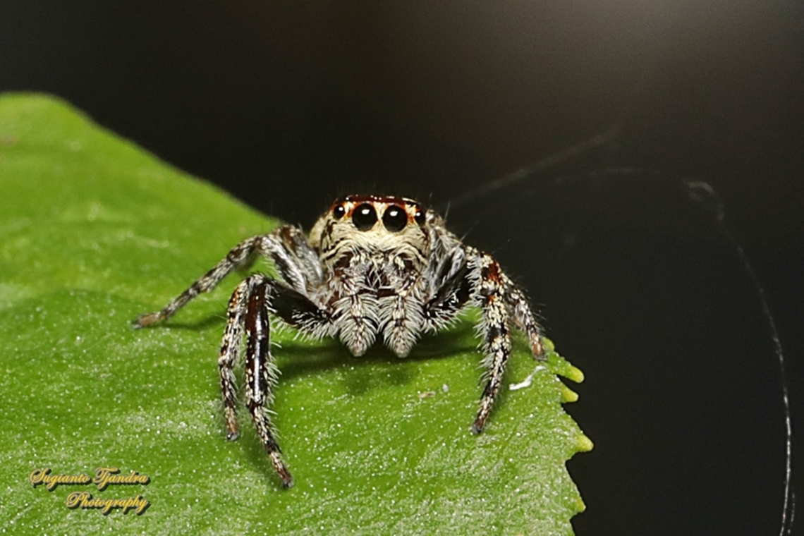 Jumping Spider, Opisthoncus Sp., Family Salticidae  Australia,Fall,Geotagged