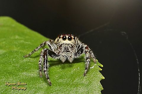 Jumping Spider, Opisthoncus Sp., Family Salticidae  Australia,Fall,Geotagged
