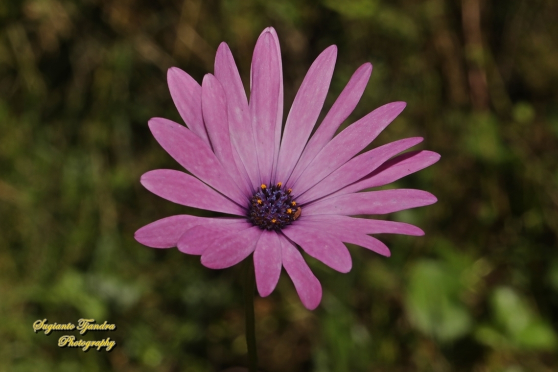 Sunday river daisy, Dimorphotheca ecklonis, family Asteraceae  Australia,Blue-and-white Daisybush,Dimorphotheca ecklonis,Fall,Geotagged