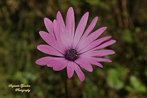 Sunday river daisy, Dimorphotheca ecklonis, family Asteraceae  Australia,Blue-and-white Daisybush,Dimorphotheca ecklonis,Fall,Geotagged