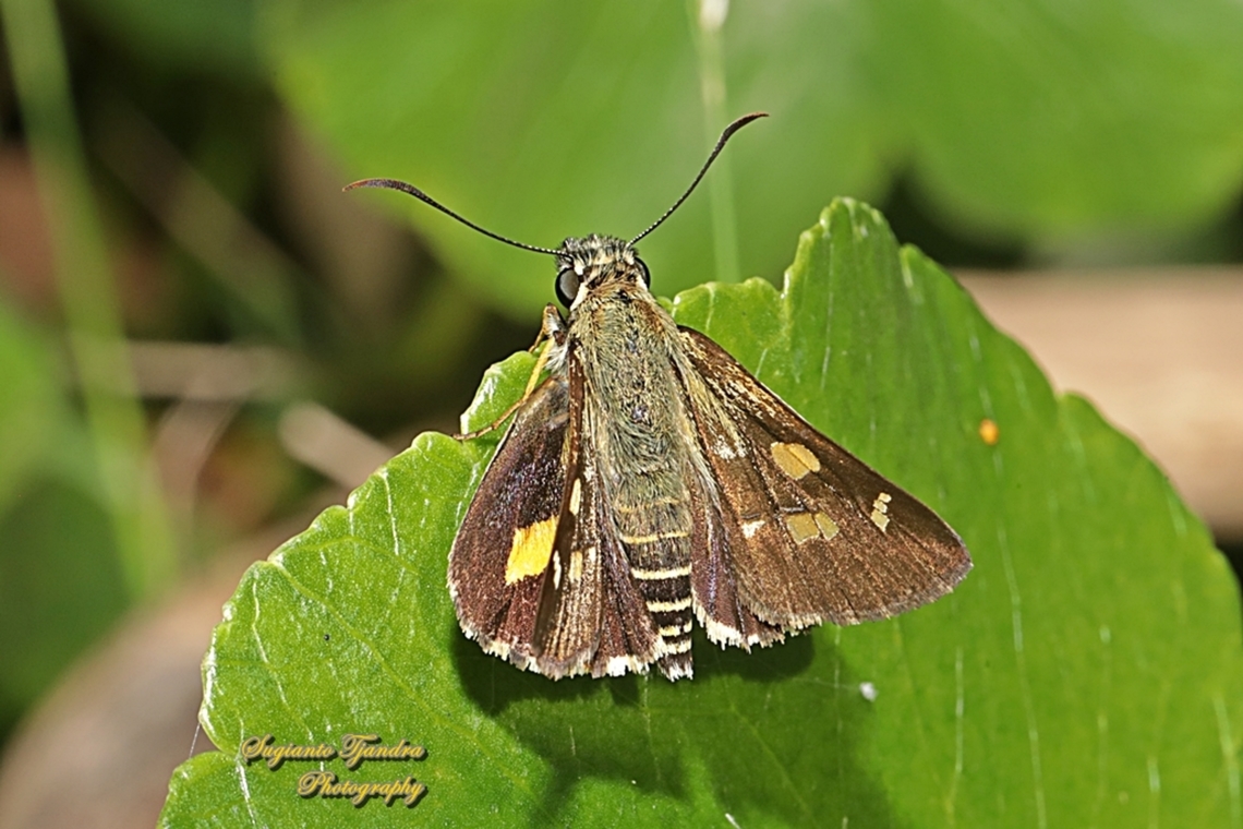 Painted skipper butterfly, Hesperilla picta, family Hesperiidae - upperside  Australia,Fall,Geotagged,Hesperilla picta,Painted Sedge-Skipper