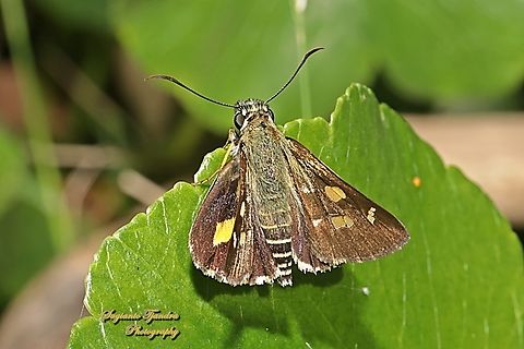 Painted skipper butterfly, Hesperilla picta, family Hesperiidae - upperside  Australia,Fall,Geotagged,Hesperilla picta,Painted Sedge-Skipper