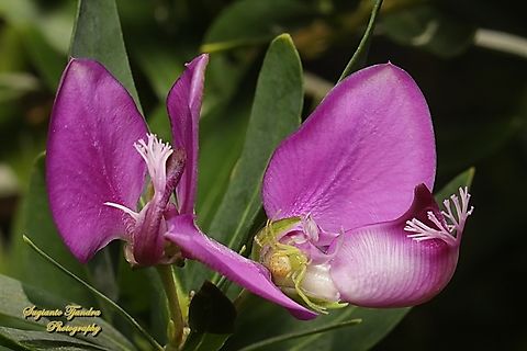 Litlle crab spider, Lehtinelagia multopunctata, family Thomisidae "Standing inside the Myrtle-leaf milkwort flower, Polygala myrtifolia, family Polygalaceae"  Australia,Fall,Geotagged,Lehtinelagia multopunctata