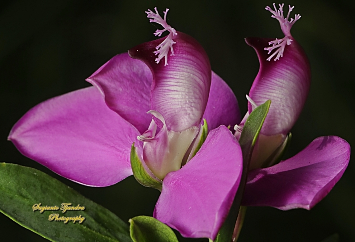 The Myrtle-leaf milkwort, Polygala myrtifolia, family Polygalaceae  Australia,Fall,Geotagged,Myrtle-leaf Milkwort,Polygala myrtifolia