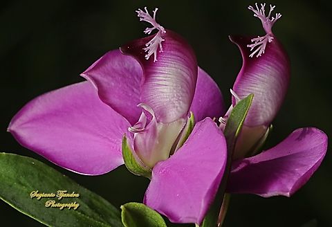 The Myrtle-leaf milkwort, Polygala myrtifolia, family Polygalaceae  Australia,Fall,Geotagged,Myrtle-leaf Milkwort,Polygala myrtifolia