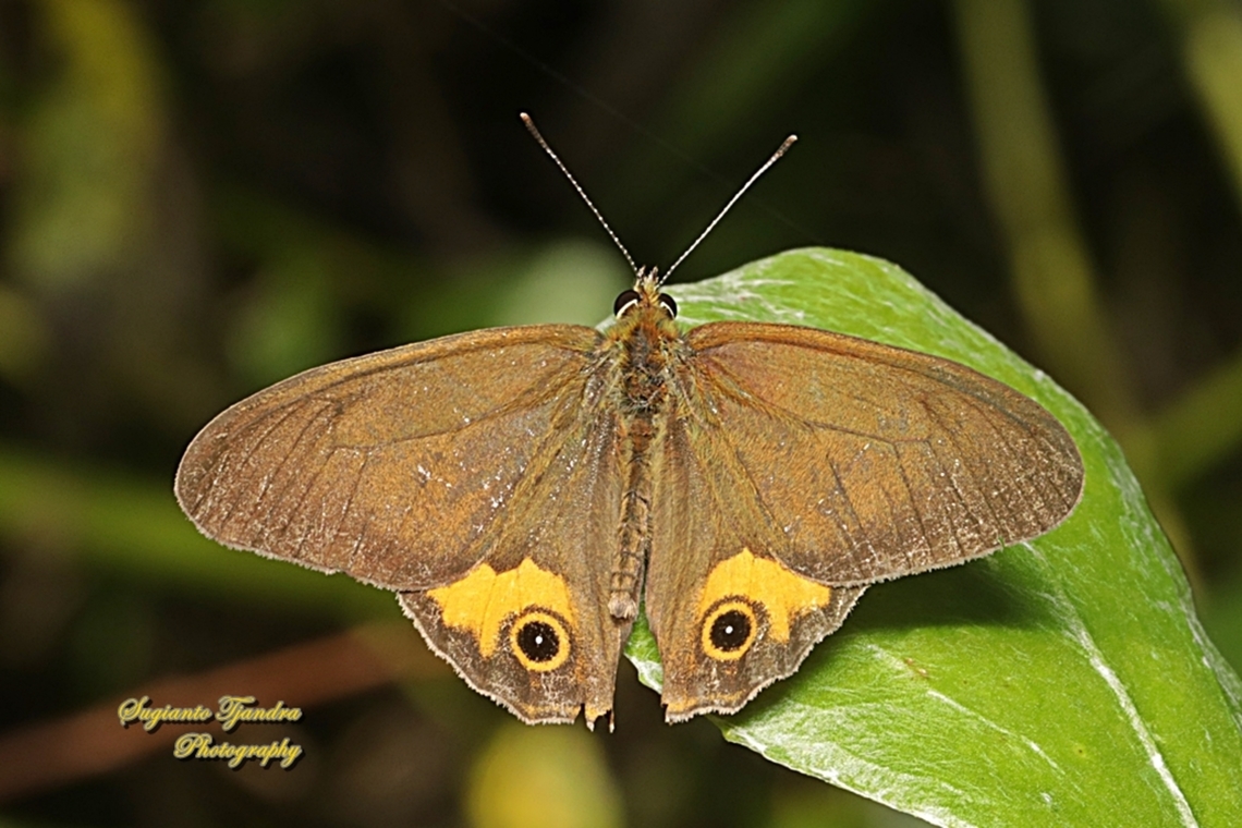The common brown ringlet, Hypocysta metirius, family Nymphalidae - upperside  Australia,Common Brown Ringlet,Fall,Geotagged,Hypocysta metirius