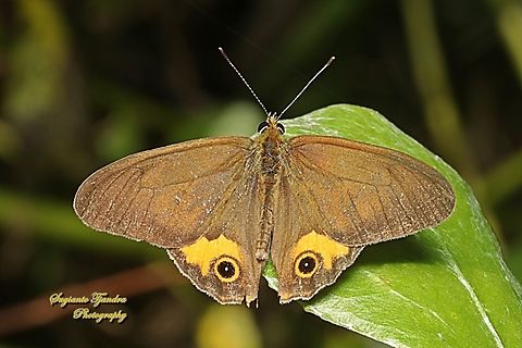 The common brown ringlet, Hypocysta metirius, family Nymphalidae - upperside  Australia,Common Brown Ringlet,Fall,Geotagged,Hypocysta metirius