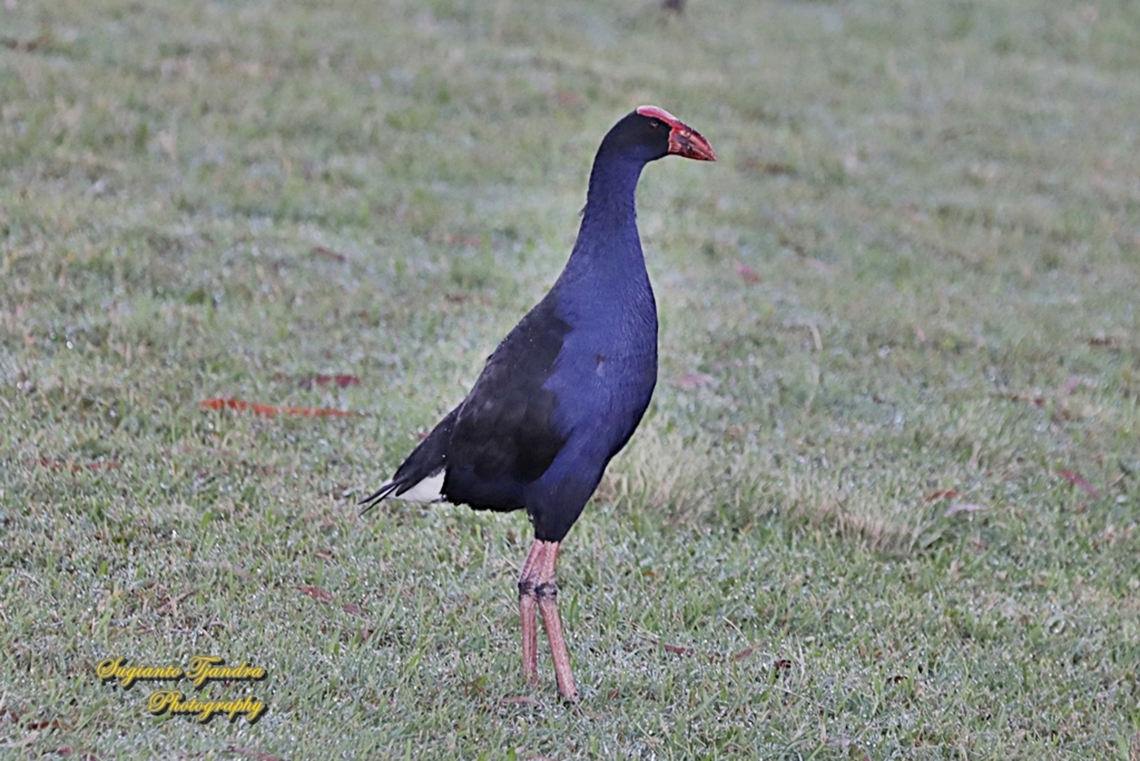 Australasian Swamphen, Porphyrio melanotus  Australasian swamphen,Australia,Fall,Geotagged,Porphyrio melanotus
