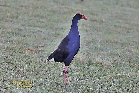 Australasian Swamphen, Porphyrio melanotus  Australasian swamphen,Australia,Fall,Geotagged,Porphyrio melanotus