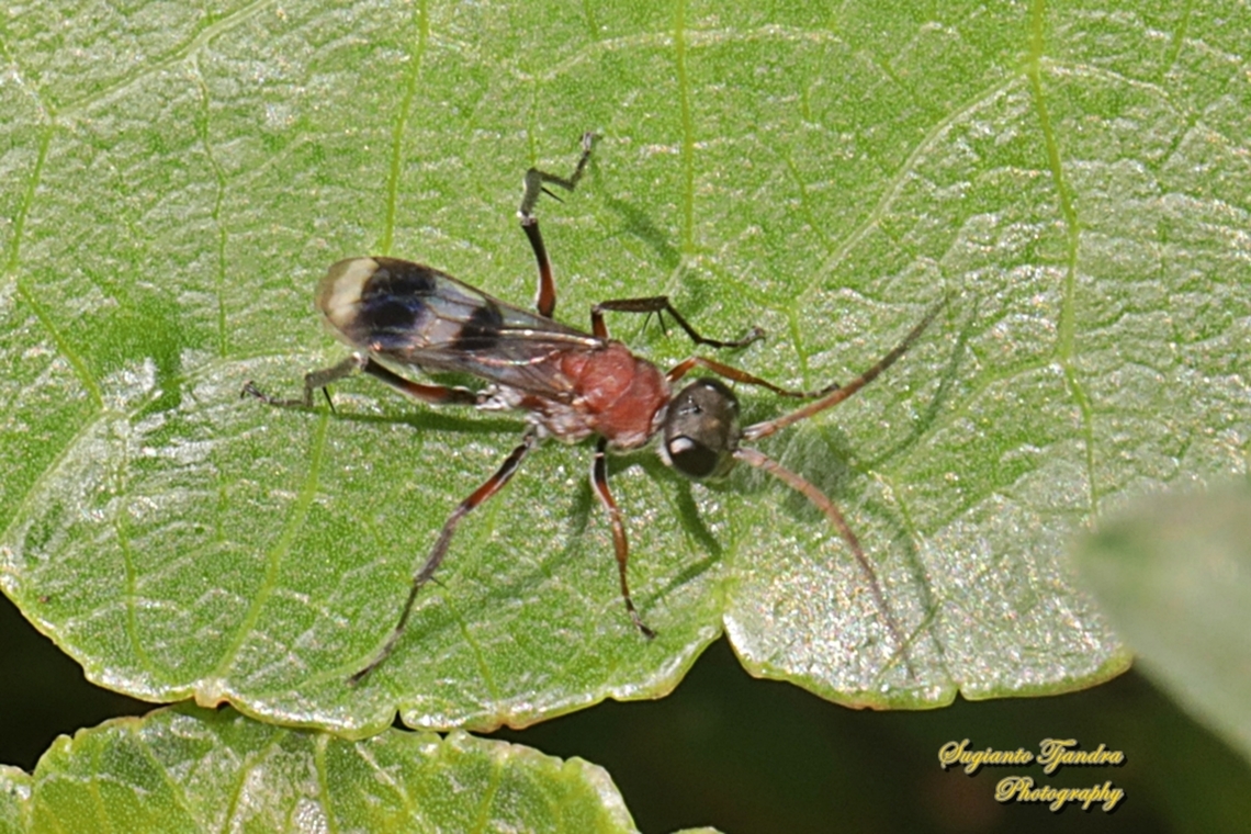 Metallic Brown Spider Wasp, Auplopus Sp., family Pompilidae  Australia,Fall,Geotagged