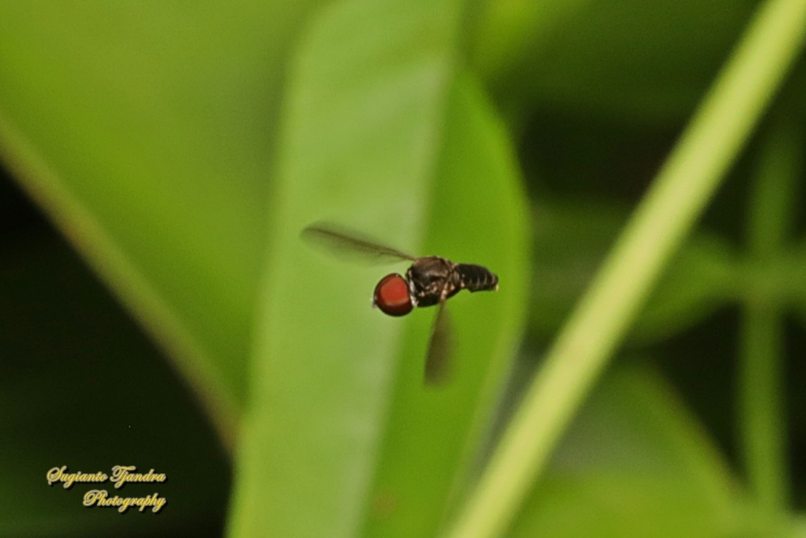 Big-headed fly/hoverfly, Eudorylas ruralis (???), Eudorylini, family Pipunculidae "hovering"  Australia,Fall,Geotagged