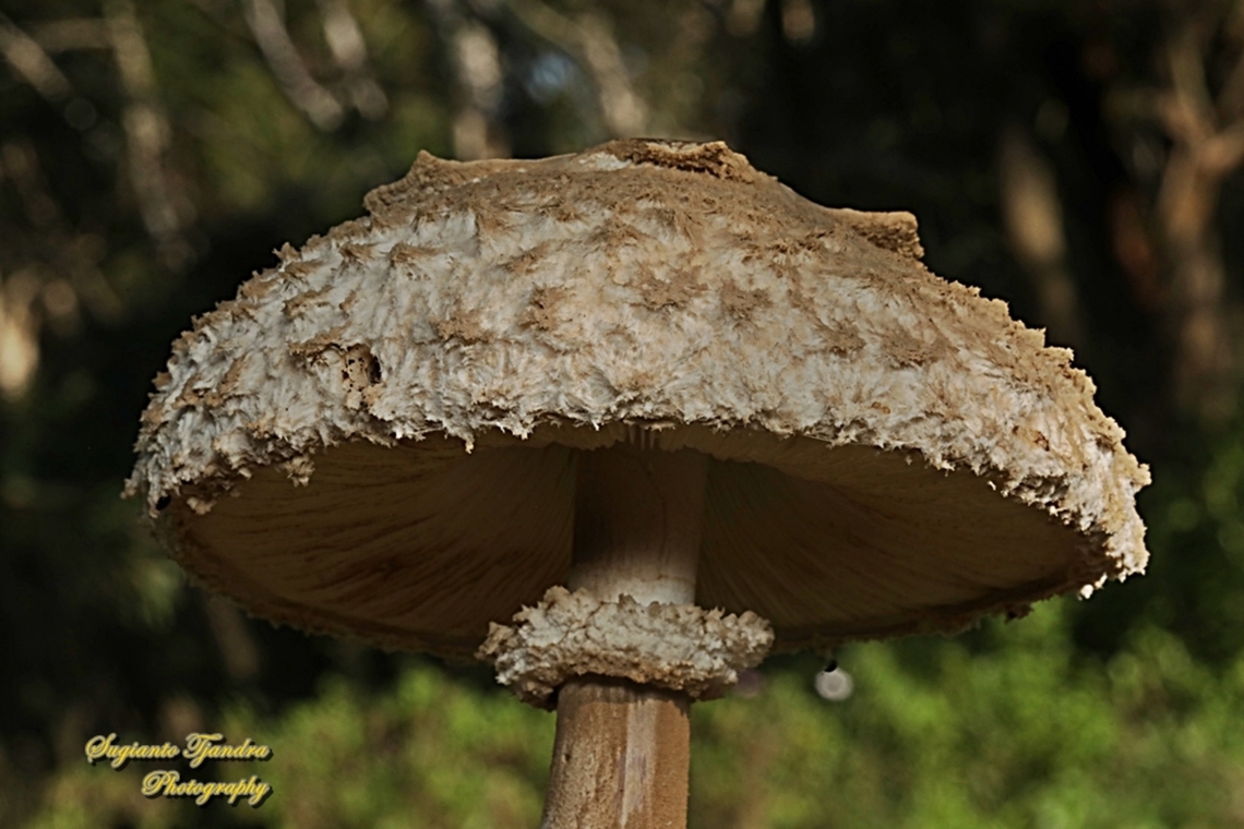 Parasol Mushroom, Macrolepiota procera  Australia,Fall,Geotagged,Macrolepiota procera