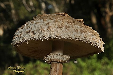 Parasol Mushroom, Macrolepiota procera  Australia,Fall,Geotagged,Macrolepiota procera
