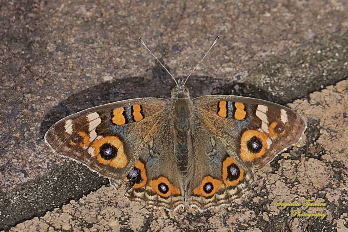 The Meadow Argus, Junonia Villida, family Nymphalidae  Australia,Fall,Geotagged,Junonia villida,Meadow Argus