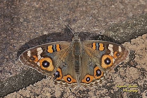 The Meadow Argus, Junonia Villida, family Nymphalidae  Australia,Fall,Geotagged,Junonia villida,Meadow Argus