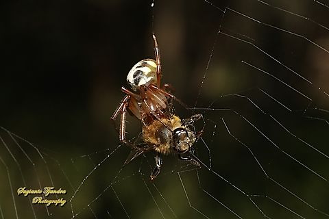 Leaf-curling Spider, Phonognatha graeffei, family Araneidae W/prey (Western Honey bee, Apis mellifera)  Australia,Fall,Geotagged,Leaf curling spider,Phonognatha graeffei