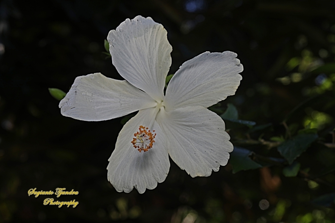 White Hibiscus flower (Kembang Sepatu), Hibiscus rosa-sinensis  Australia,Chinese hibiscus,Fall,Geotagged,Hibiscus rosa-sinensis