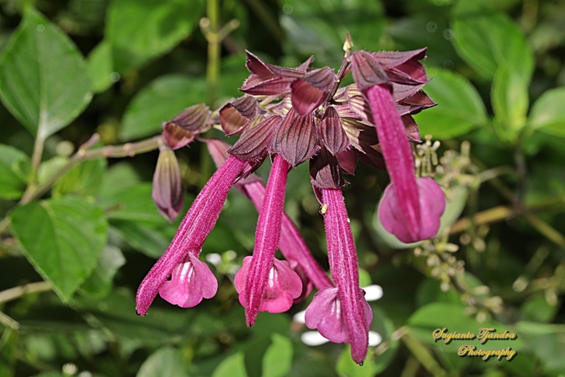 Pineapple Sage flowers, Salvia elegans  Australia,Fall,Geotagged,Salvia elegans