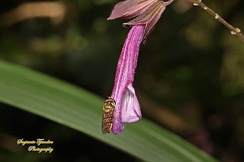 Marmalade hoverfly, Episyrphus balteatus, family Syrphidae "standing on the Pineapple Sage flower, Salvia elegans"  Australia,Episyrphus balteatus,Fall,Geotagged,Marmalade hoverfly