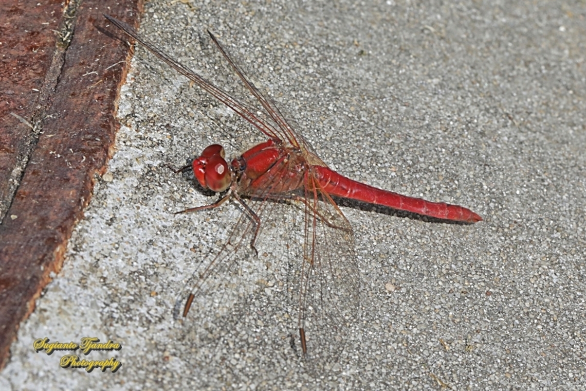Scarlet Percher Dragonfly, Diplacodes haematodes, family Libellulidae - male  Australia,Diplacodes haematodes,Fall,Geotagged,Scarlet Percher
