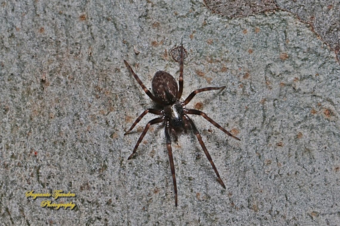 Black House Spider, Badumna insignis, family Desidae  Australia,Badumna insignis,Black house spider,Fall,Geotagged