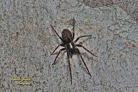 Black House Spider, Badumna insignis, family Desidae  Australia,Badumna insignis,Black house spider,Fall,Geotagged