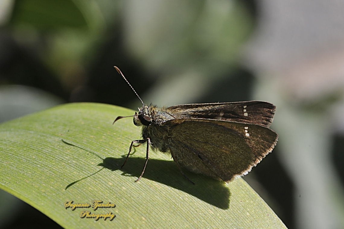 Large dingy skipper butterfly, Toxidia peron, family Hesperida - female  Australia,Fall,Geotagged,Large dingy skipper,Toxidia peron